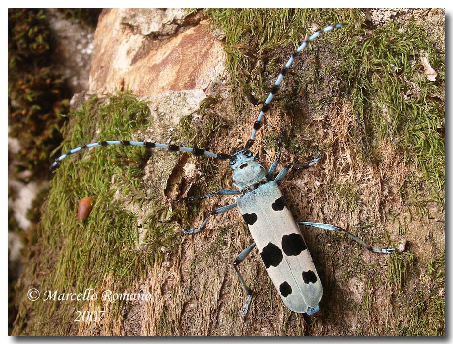 Insetti dalla Croazia e non solo: 3.Rosalia alpina (Ceramb.)